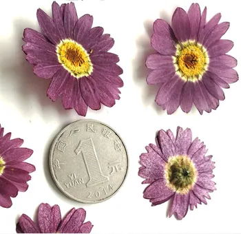120pcs Presate Uscat Violet Pericallis Hybrida Plante cu Flori Ierbar de Bijuterii carte Poștală Carte de Invitație Caz de Telefon Marcaj DIY