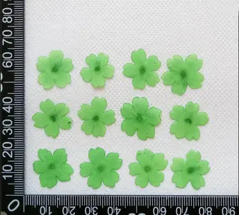 60pcs Presate Uscat 1-2cm Mini Verbena, Flori de Plante Ierbar Pentru Bijuterii carte Poștală Carte de Invitație Caz de Telefon Marcaj DIY