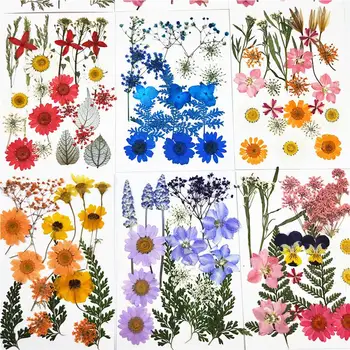 Real de Flori Uscate Naturale, Plante Uscate Pentru Lumânare Epoxidice Rășină Pandantiv Colier Bijuterii de Luare de Artizanat DIY Accessori