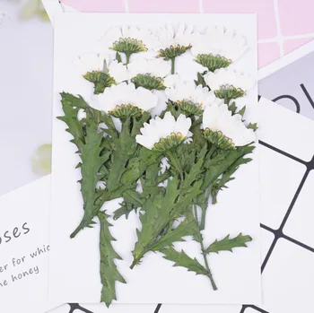 120pcs Partea Presate Uscat Crizantema Paludosum Plante cu Flori Ierbar Pentru Bijuterii Caz de Telefon Marcaj Scropbook Ambarcațiuni DIY