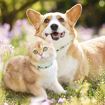 Purici și Căpușe Guler Pentru întreprinderile Mici Mijlocii Mari Câini Reglabil de Control al Dăunătorilor Catelul Pisica Chihuahua Guler Produse pentru animale de Companie Câine Accesorii