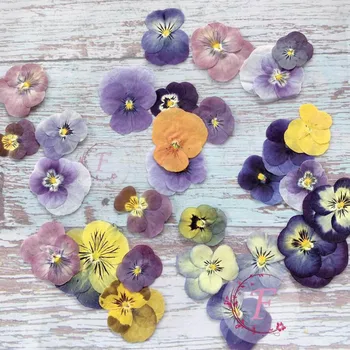 60pcs Apăsat Uscate trei frați pătați Viola Tricolor L. Flori Plante Ierbar Pentru Bijuterii carte Poștală Marcaj Cazul în care Telefonul Face DIY