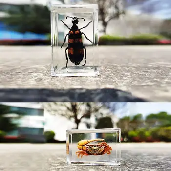 Transparent Rășină De Chihlimbar Insecte Exemplare Beetle Scorpion Pandantiv Dreptunghiular Ornamente De Piatră CraftsTeaching Instrumente