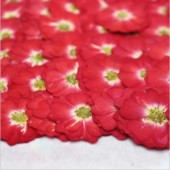 250pcs Presate Uscat Roșie Chineză a Crescut de Flori Plante Ierbar Pentru Bijuterii Marcaj Album Caz de Telefon Abajur carte Poștală DIY